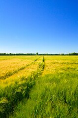 Obraz premium A Beautiful agriculture field and blue sky in summertime in brandenburg