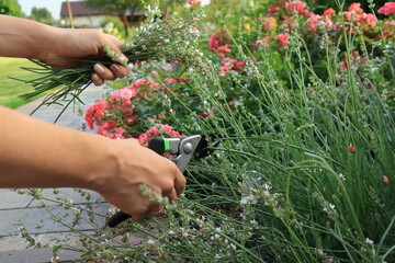 Pruning flowers in the garden. Lavender Przycinanie kwiatów w ogrodzie. Lawenda © jarizPJ