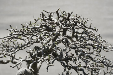 branches and twigs on a tree without leaves