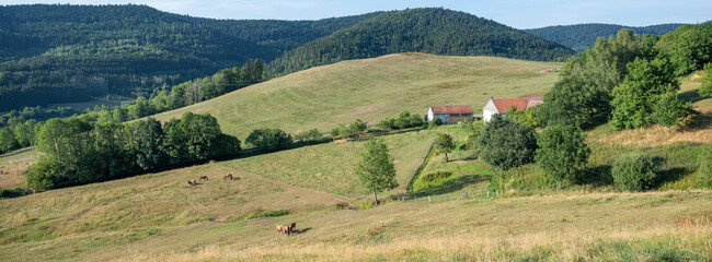 horses in countryside near saint die in french vosges under blue sky in summer