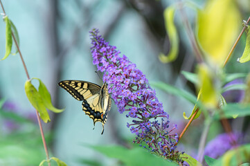Schwalbenschwanz Schmetterling