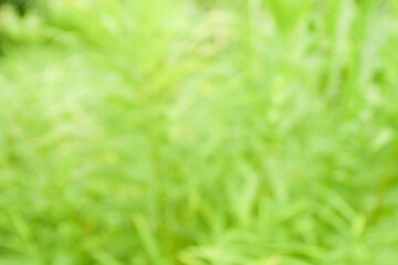 green freshness nature blur background concept