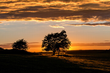 Fototapeta na wymiar Sunset on the Curragh of Kildare 