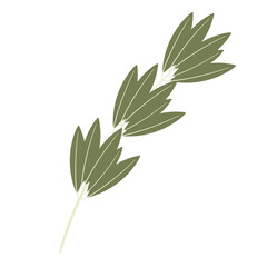 simple abstract rosemary plant branch
