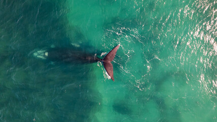 aerial view of whales in argentina