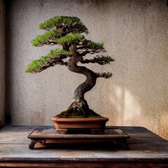 Japanische Bonsai Bäume