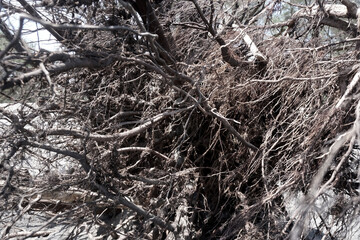 selective focus of the root of a fallen tree