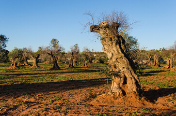 Ulivi secolari dal fusto contorto crescono in un campo dalla tipica terra rossa in Salento, la...