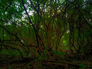 Obraz premium illustration of a dark wilderness because it is still close to plants and trees