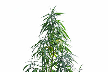 Fototapeta na wymiar Marijuana grows from the soil, isolated on a white background