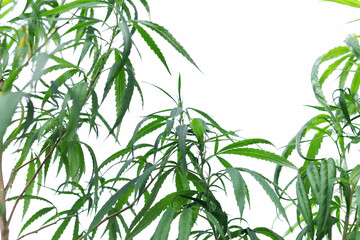 Marijuana grows from the soil, isolated on a white background