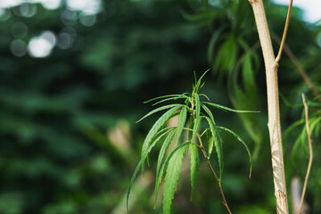 Cannabis leaves of the plant Marijuana leaves are used in medicine.