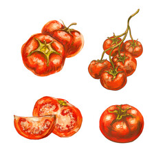 Bright colorful sketches of tomatoes on white