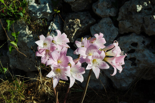 I fiori bianchi e rosa della Lycoris squamigera