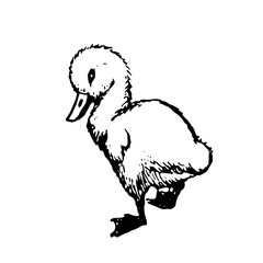 Baby swan vector illustration isolated on white background