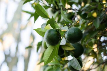 green juicy tangerines fruits on tree, food