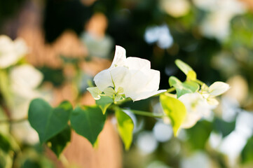 Branch with white flowers on a blurry green background
