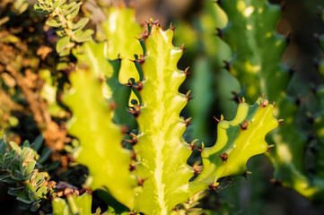 close-up of cactus branches outside in sunlight, nature