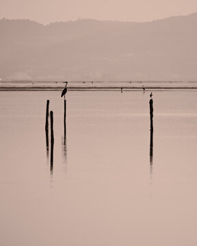 Seaside birds in Albania 