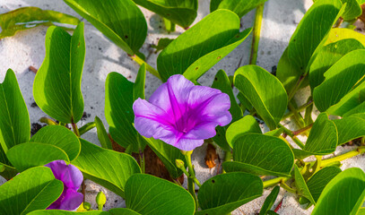 Pink purple morning glory Goats foot creeping beach flower Mexico.