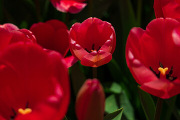 Red tulips from above. Spring flowers background photo