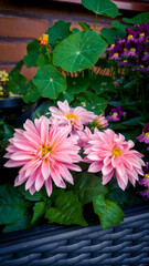 Pink flowers with green leaves in planter