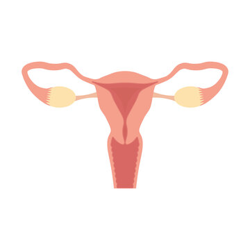 Female reproductive system icon. Vector illustration.