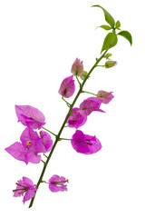 Purple Bougainvillea glabra Choisy flower isolated on white background