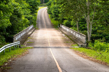 bridge in the forest