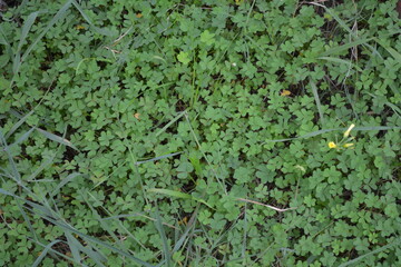 green ivy leaves
