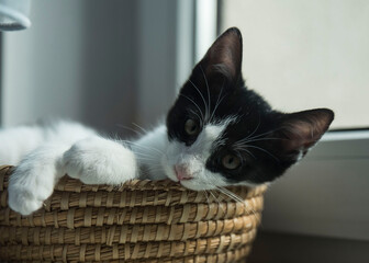 Fototapeta na wymiar mały kot w koszyku na oknie