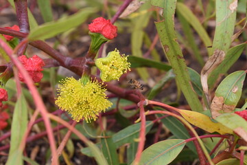 read and yellow native australian flower