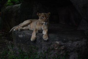 lioness in the zoo