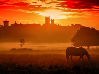 Silhouette of a horse grazing in a field in Lincoln at golden hour