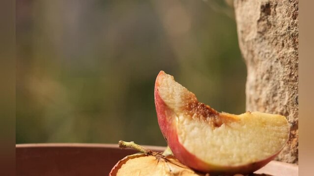 Hornissen (Vespa cabro) an einem aufgeschnittenem Apfel beim Anflug teilweise auch in Zeitlupe in 16:9