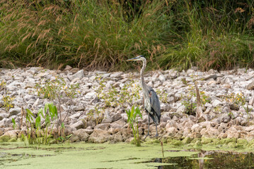 Juvenile Great Blue Heron Standing On The Rocks By The Pond