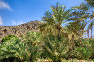 Fototapeta na wymiar The Wadi , one of the most famous as well as beautifull wadi (valleys) in Oman