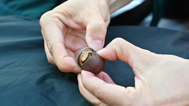 Salzburg, Austria, August 2022. Nice slow motion footage of a Mozart ball between two hands. The fingers force the opening in two halves which reveal their tasty pistachio, chocolate, marzipan content