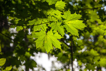 Fototapeta na wymiar Maple green leaves on a branch