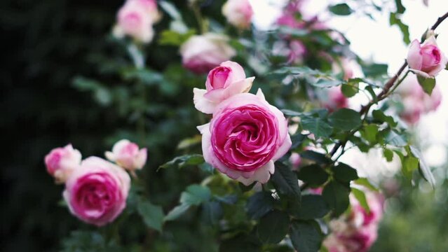 Close up beautiful buds of pink rose 