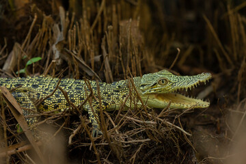 Crocodylus porosus Ferocious Estuarine Crocodile