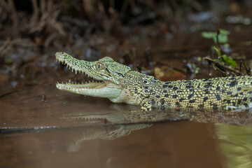 Crocodylus porosus Ferocious Estuarine Crocodile