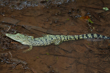Crocodylus porosus Ferocious Estuarine Crocodile