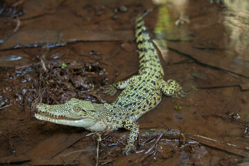 Crocodylus porosus Ferocious Estuarine Crocodile