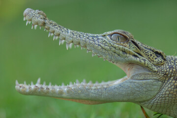 Crocodylus porosus Ferocious Estuarine Crocodile