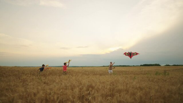 children flying kite in golden wheat fields, three boys are running through ripe rye ears in summer day