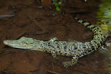 Crocodylus porosus Ferocious Estuarine Crocodile