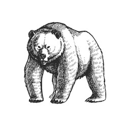 Vector illustration of bear in engraving style. Sketch of forest animal isolated on white.