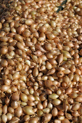 a small yellow onion for planting in the ground. background, food texture