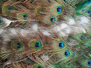 Fototapeta premium peacock feather close up